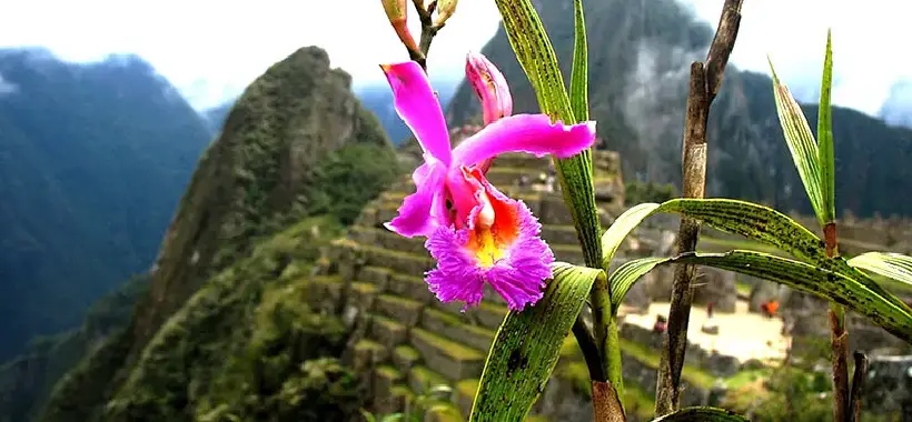 Una Experiencia Floral Inolvidable en el Inca Jungle